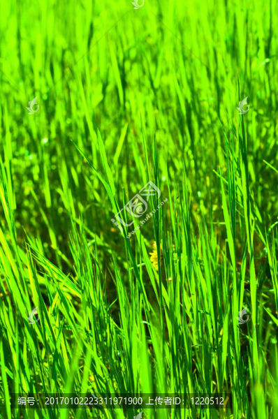 暖色調(diào)的青草