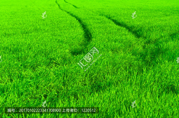 新鮮綠草與路徑