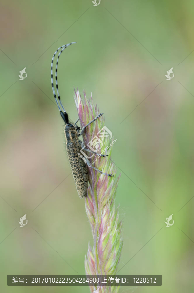 agapanthia,villosoviridescens