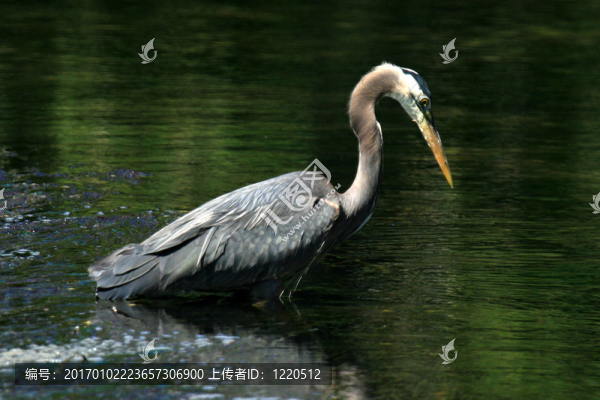 蒼鷺鳥(niǎo)-海岸線；Victoria；公元前；加拿大