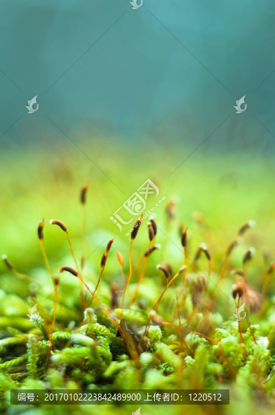 亮綠苔微距拍攝