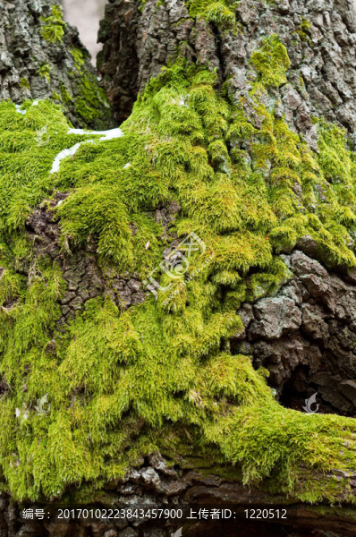 Bright,Green,Moss（antherocerophytes）在樹干上
