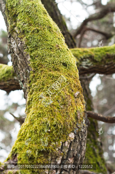 Bright,Green,Moss（antherocerophytes）在樹(shù)干上