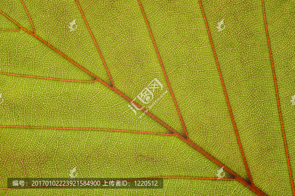 山毛櫸葉