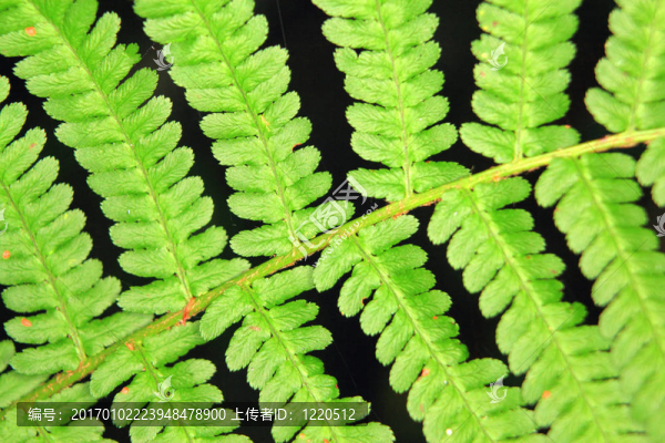 蕨類植物