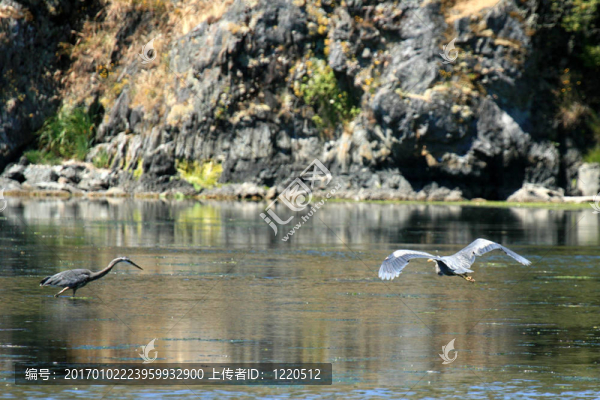 蒼鷺鳥(niǎo)-海岸線；Victoria；公元前；加拿大