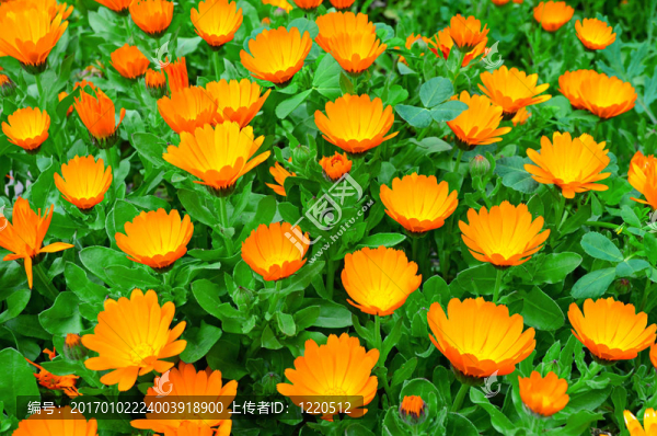 金盞花