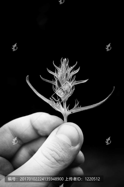 手牽手珍稀植物黑白