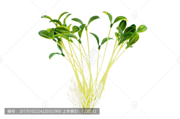 自然概念-白色幼苗