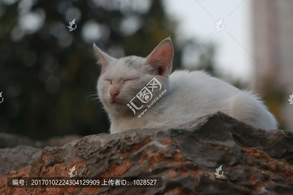 貓
