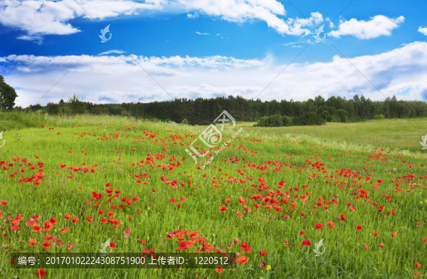 紅罌粟花的田野