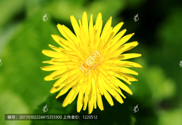 黃色蒲公英花的俯視圖