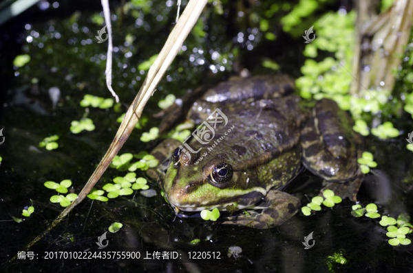 青蛙
