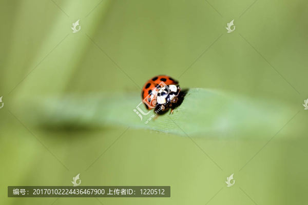 瓢蟲