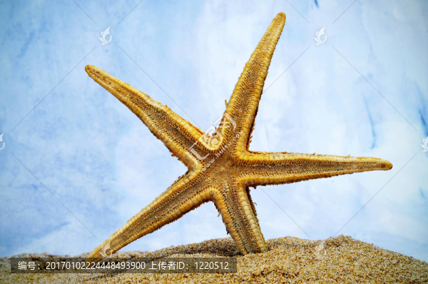 沙灘上的海星