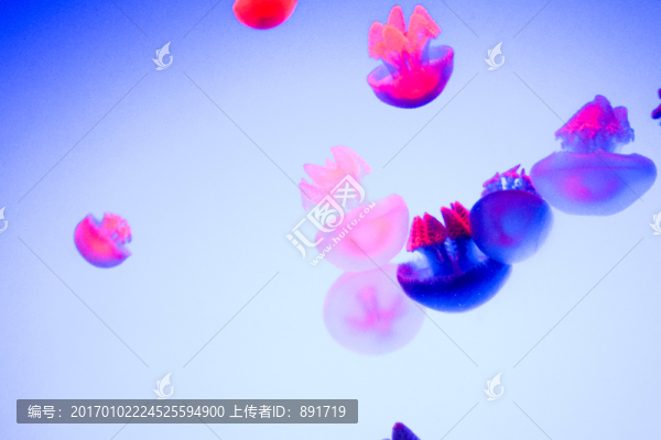 夢(mèng)幻水母,水母素材,水母特寫