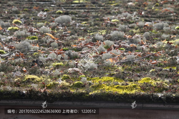 蘚類植物；植物；雜波對(duì)屋頂