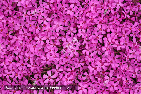 Pink,Dianthus美國