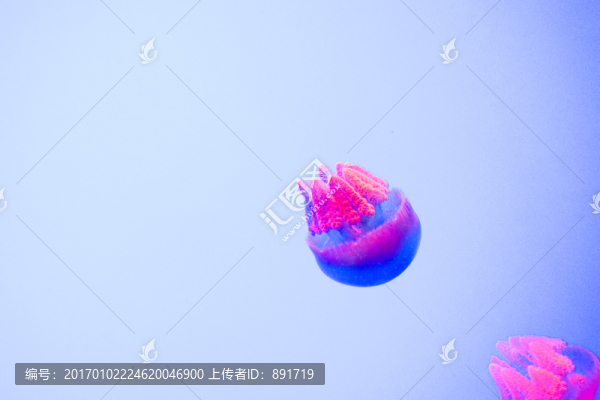 夢幻水母,水母素材,水母特寫