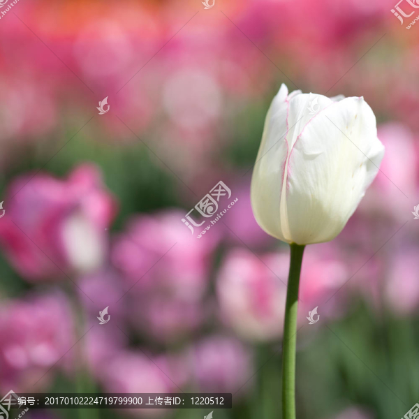 美麗的郁金香花在春天的陽光