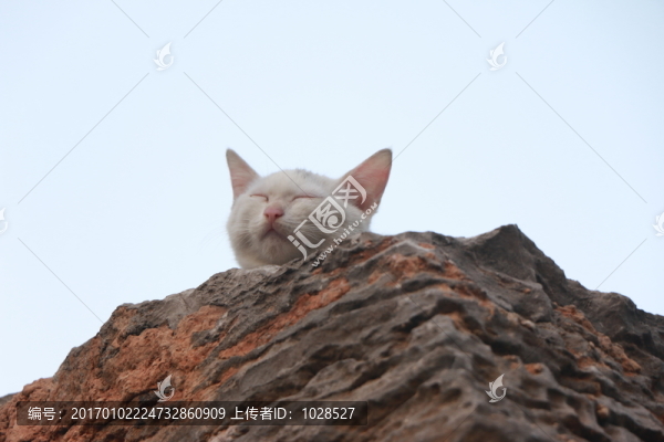 貓