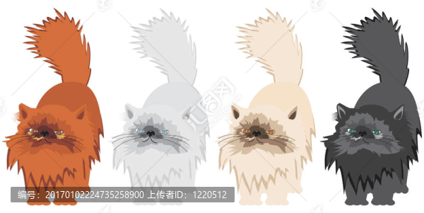 白底波斯貓
