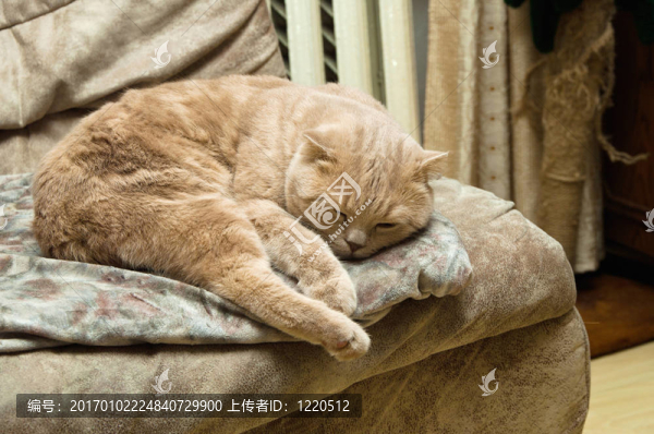 正在睡覺的貓