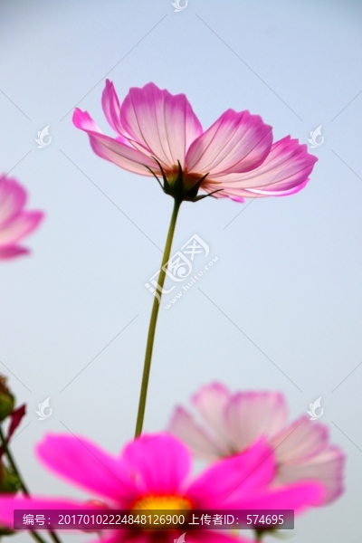 格?；? title=
