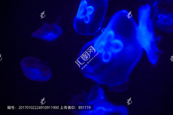 夢幻水母,水母素材,水母特寫