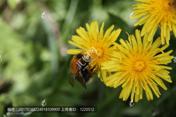 蒲公英