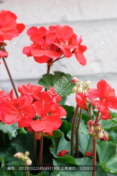 紅色的天竺葵花朵