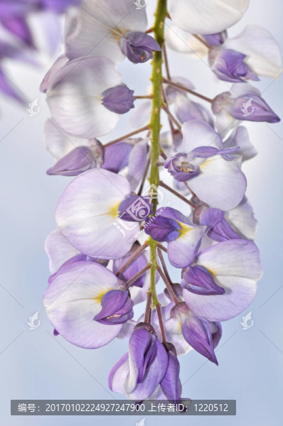紫藤蘿花