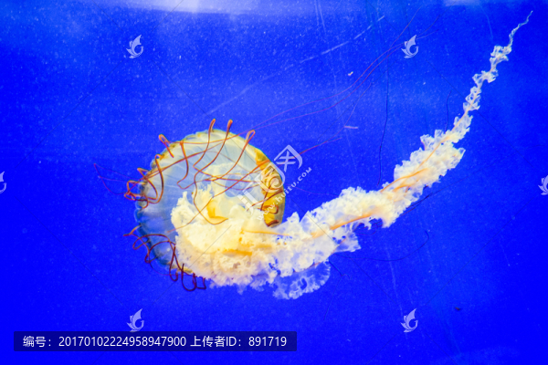 夢(mèng)幻水母,水母素材,水母特寫