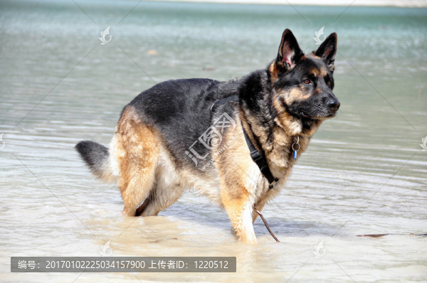 德國牧羊犬