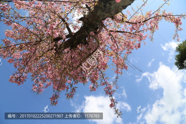 冬櫻花
