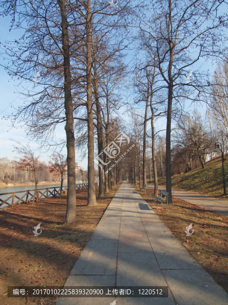路在樹林中