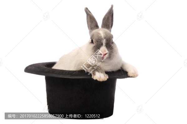 兔子戲法