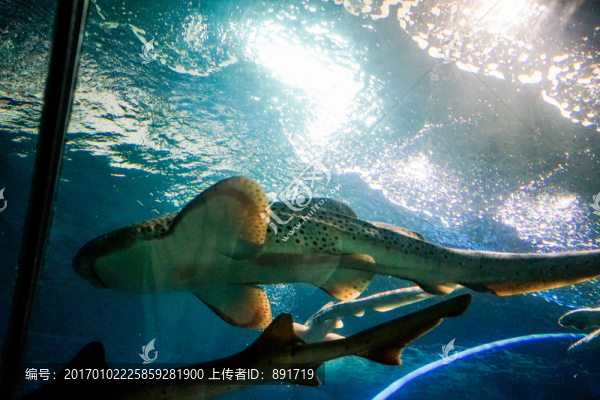海底世界,深海魚(yú)群,珊瑚