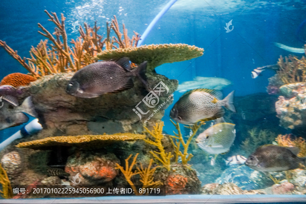 海底世界,深海魚群,珊瑚