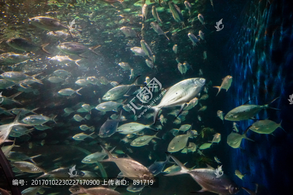 海底世界,深海魚群