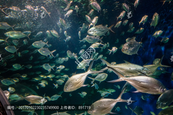 海底世界,魚群