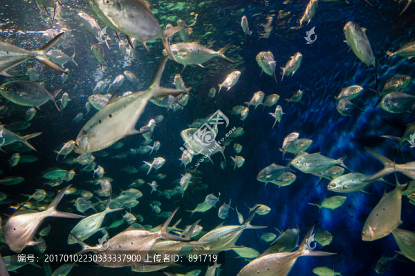 海底魚群,海底世界