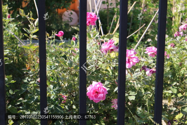 月季花