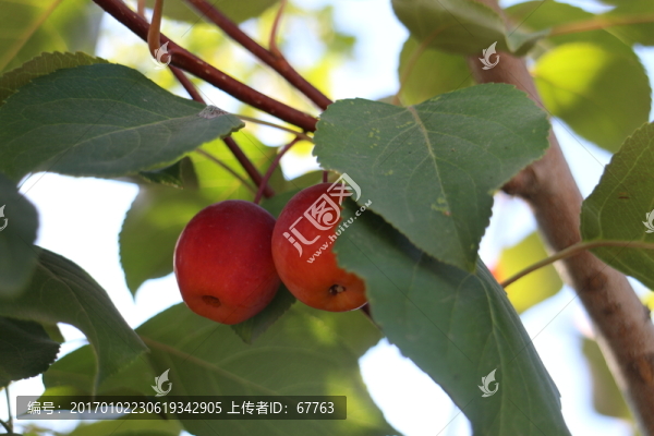 枝頭小紅果