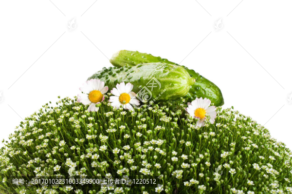青草上的黃瓜