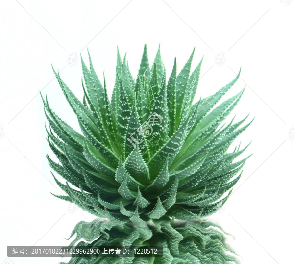 水反射蘆薈