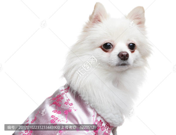 博美犬