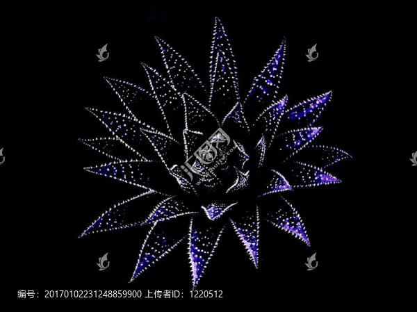 黑色的蘆薈