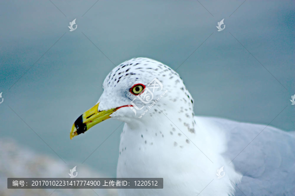 環(huán)嘴鷗的特寫