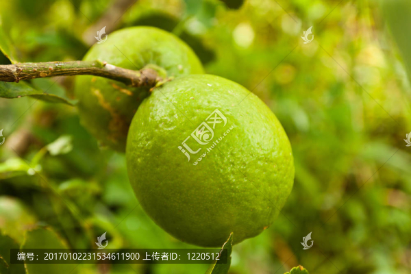 檸檬樹
